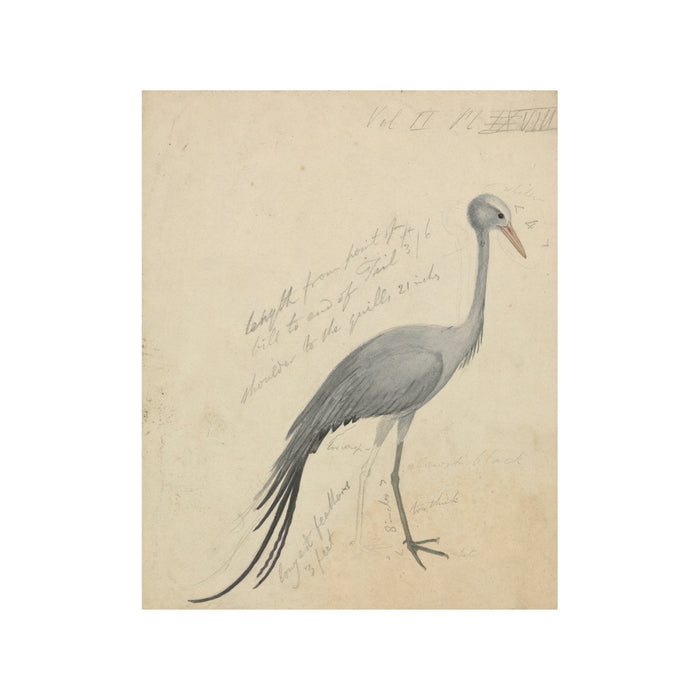 Petite Crane - Unframed Art Print