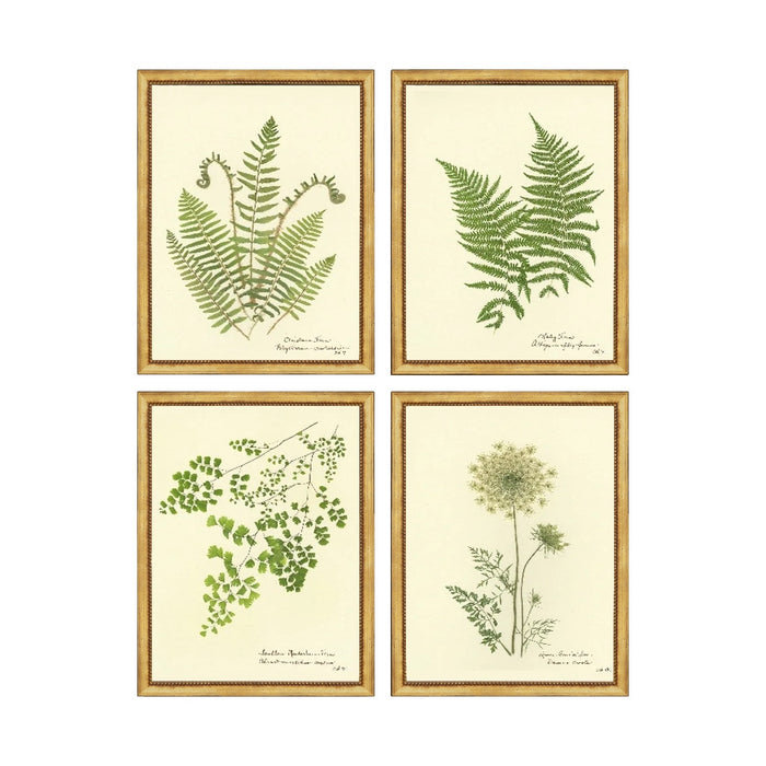 Ferns Framed Artwork Set No. 01