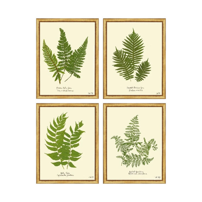Ferns Framed Artwork Set No. 03