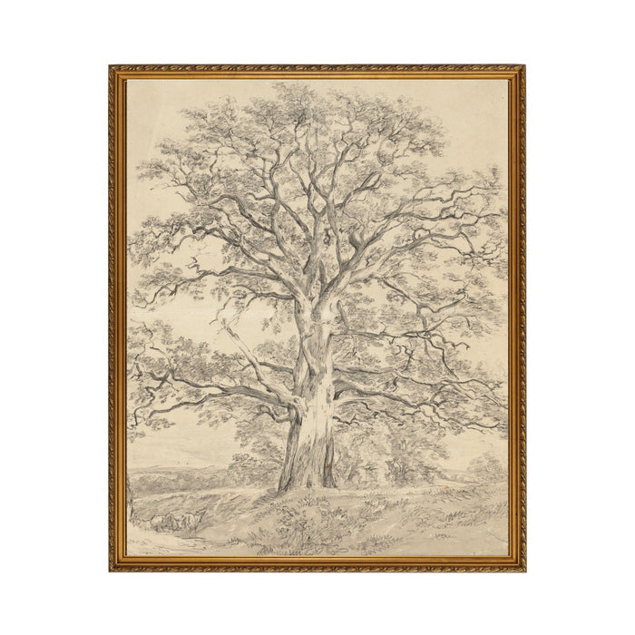 Old Oak Tree - Unframed Art Print