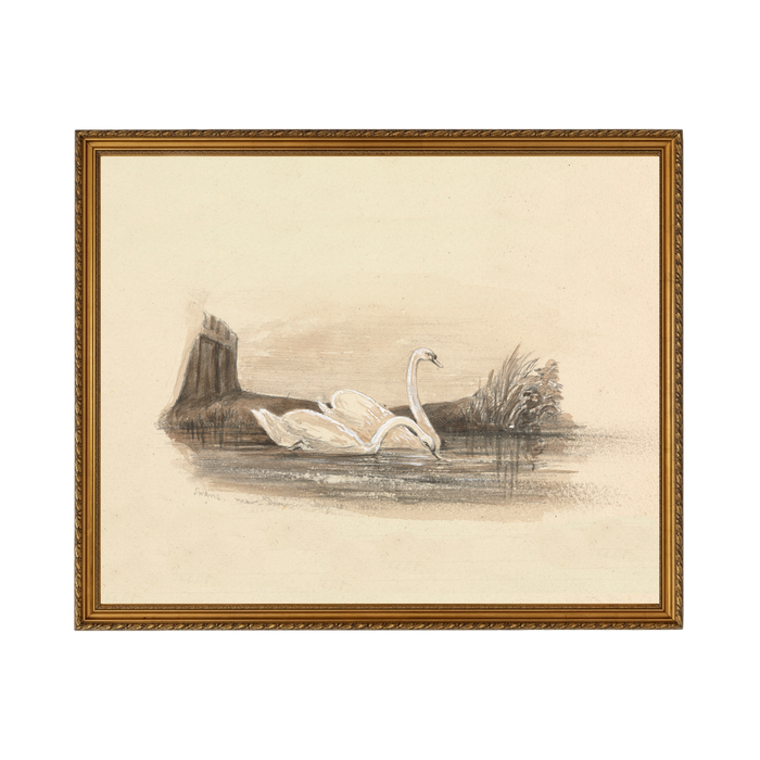Swans - Unframed Art Print