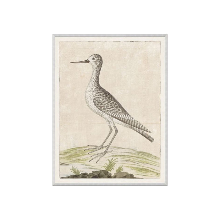 The Greenshank Framed Artwork