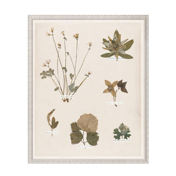 Botanical Pressings Artwork - Style No. 02