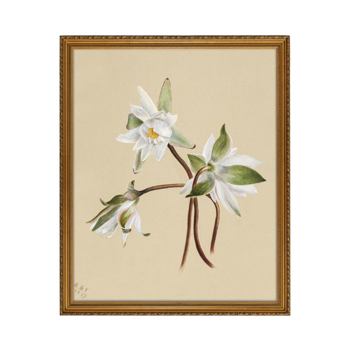 Water Lily - Unframed Art Print