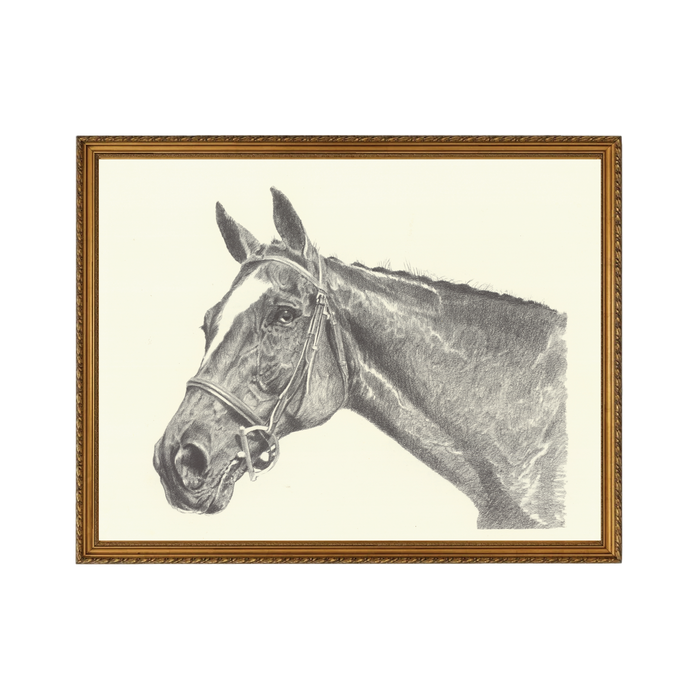 Halter Horse - Unframed Art Print