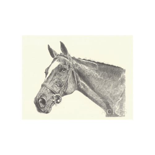 Halter Horse - Unframed Art Print