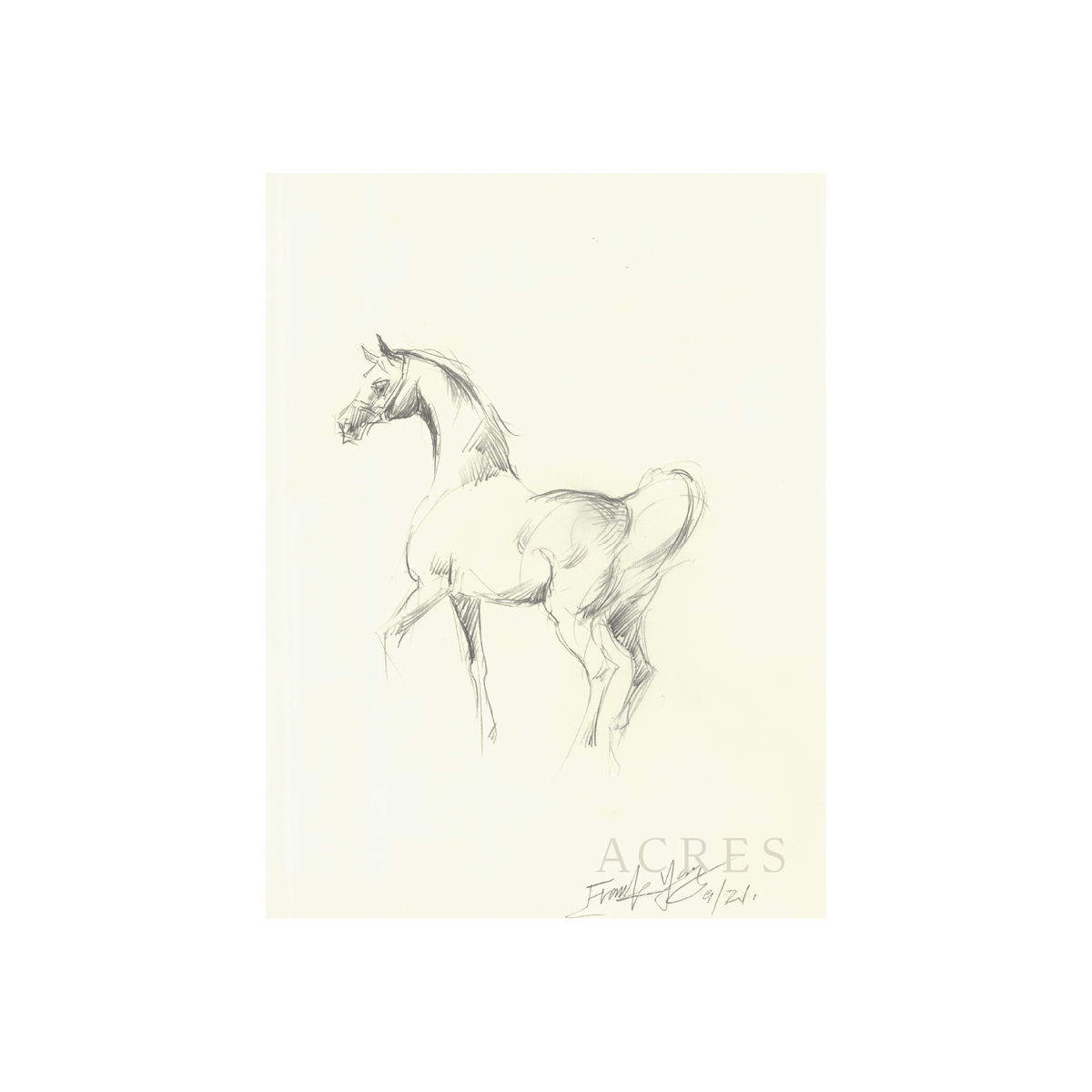 Mare Sketch - Unframed Art Print