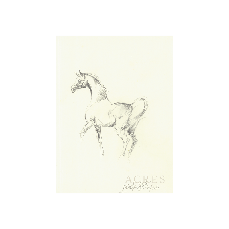 Mare Sketch - Unframed Art Print