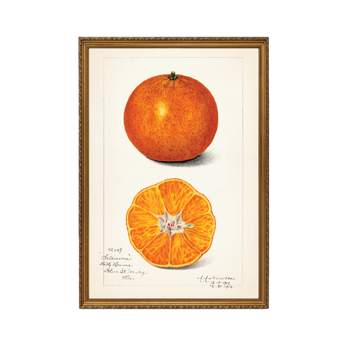 Orange Reverie Art Print