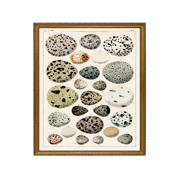 Tachetés Art Print